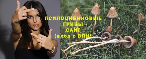 стаф Вязьма
